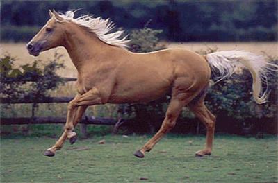 Quarter Horse stallion, Sedgehill Gold